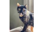 Adopt Thelma a Tortoiseshell American Shorthair (short coat) cat in Hanover