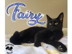 Adopt Fairy a Black (Mostly) Domestic Shorthair (short coat) cat in Toledo