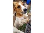 Adopt Valerie a White - with Tan, Yellow or Fawn Hound (Unknown Type) / Pointer