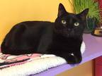 Adopt Trixie a All Black Domestic Shorthair (short coat) cat in Topeka