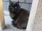 Adopt Mardi a All Black Domestic Mediumhair (medium coat) cat in Kingston
