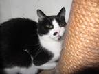 Adopt Mr B a White (Mostly) Domestic Shorthair (short coat) cat in Kingston