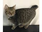 Adopt BOB a Brown Tabby Domestic Shorthair (short coat) cat in Lower Lake