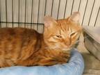 Adopt Jasper Jax a Orange or Red Domestic Mediumhair (medium coat) cat in