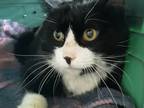 Adopt SMILEY a Black & White or Tuxedo Domestic Shorthair (short coat) cat in
