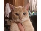 Adopt Trissy a Tan or Fawn Tabby Domestic Shorthair (short coat) cat in