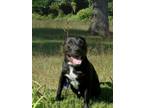 Adopt Hemi a Black - with White American Pit Bull Terrier / Mixed dog in