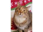 Adopt Josie a Tiger Striped Domestic Shorthair (short coat) cat in Colfax