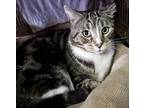 Adopt Scootie a Gray, Blue or Silver Tabby Domestic Mediumhair (medium coat) cat