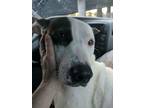 Adopt Miracle a White - with Black American Staffordshire Terrier / Pit Bull