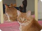 Adopt de Oro a Orange or Red Maine Coon (long coat) cat in Scottsdale