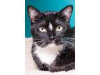 Adopt Daisy a Domestic Mediumhair / Mixed cat in Houston, TX (15203765)