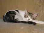 Adopt Duncan a Domestic Mediumhair / Mixed cat in Houston, TX (15203767)