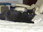Adopt Sami a All Black Domestic Shorthair / Mixed (short coat) cat in Houston