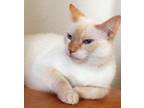 Adopt Tommy a Siamese / Mixed cat in Houston, TX (15203761)