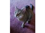 Adopt Tiggie a Tiger Striped Domestic Shorthair / Mixed cat in Roanoke