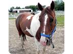 Adopt Sonny a Paint/Pinto / Mixed horse in Woodstock, IL (10872388)