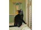 Adopt Sean a All Black Domestic Shorthair / Mixed (short coat) cat in Houston
