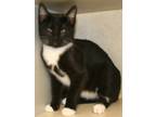 Adopt Hughes a Black & White or Tuxedo Domestic Shorthair (short coat) cat in