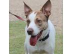 Adopt Sport a White - with Tan, Yellow or Fawn Bull Terrier / Mixed dog in Baton