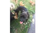 Adopt talula a Black - with White Pit Bull Terrier / Mixed dog in Blanchard