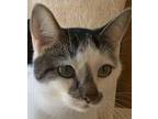 Adopt Zelda a Gray or Blue (Mostly) Domestic Shorthair (short coat) cat in