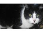 Adopt Samantha a Black & White or Tuxedo Domestic Shorthair (short coat) cat in