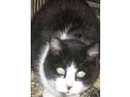 Adopt Serena a Black & White or Tuxedo Domestic Shorthair (short coat) cat in