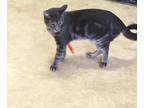 Adopt Steve a Gray or Blue Domestic Shorthair (short coat) cat in Baton Rouge