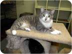 Adopt Tommy a Gray, Blue or Silver Tabby Domestic Shorthair (short coat) cat in