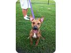 Adopt Buzz a Brindle - with White Boxer / Bull Terrier / Mixed dog in Baton