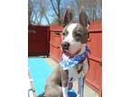 Adopt Chauncey a Gray/Silver/Salt & Pepper - with White Pit Bull Terrier / Mixed