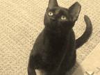 Adopt Layla a All Black Bombay (short coat) cat in Mobile, AL (18793150)