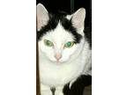 Adopt Marie a Black & White or Tuxedo Domestic Shorthair (short coat) cat in