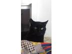 Adopt Ronald a All Black Domestic Shorthair (short coat) cat in Clarkson