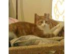 Adopt crush a Orange or Red Tabby Domestic Shorthair (short coat) cat in Mobile