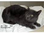 Adopt Ian a Gray or Blue Domestic Mediumhair (medium coat) cat in Hazard
