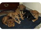 Adopt Volunteers needed for IN Pups a Brown/Chocolate - with White Hound