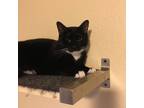 Adopt Joey a Black & White or Tuxedo Domestic Shorthair (short coat) cat in