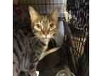Adopt Riley a Brown Tabby Domestic Shorthair (short coat) cat in Lauderhill