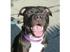 Adopt Jax a Black - with White Pit Bull Terrier / Mixed dog in Carmel