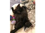 Adopt TeaPartyKitties Fergal&Dolores a All Black Bombay (short coat) cat in New