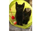 Adopt TeaParty Kitties Dolores&Ferga a All Black Bombay (short coat) cat in New