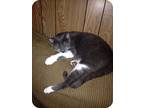 Adopt Cami a Gray or Blue (Mostly) Domestic Shorthair (short coat) cat in Baton
