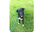 Adopt White Sox a Black - with White Border Collie / Labrador Retriever / Mixed