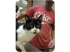 Adopt Simon a Black & White or Tuxedo Domestic Shorthair (short coat) cat in