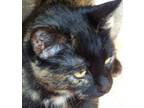 Adopt Callie a Calico or Dilute Calico Calico (short coat) cat in Salisbury