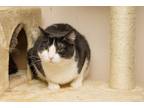 Adopt Storm a Black & White or Tuxedo Domestic Shorthair (short coat) cat in