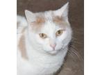 Adopt Laker a Cream or Ivory (Mostly) Domestic Shorthair (short coat) cat in