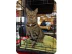 Adopt Tiger a Brown Tabby Domestic Shorthair (short coat) cat in Baton Rouge